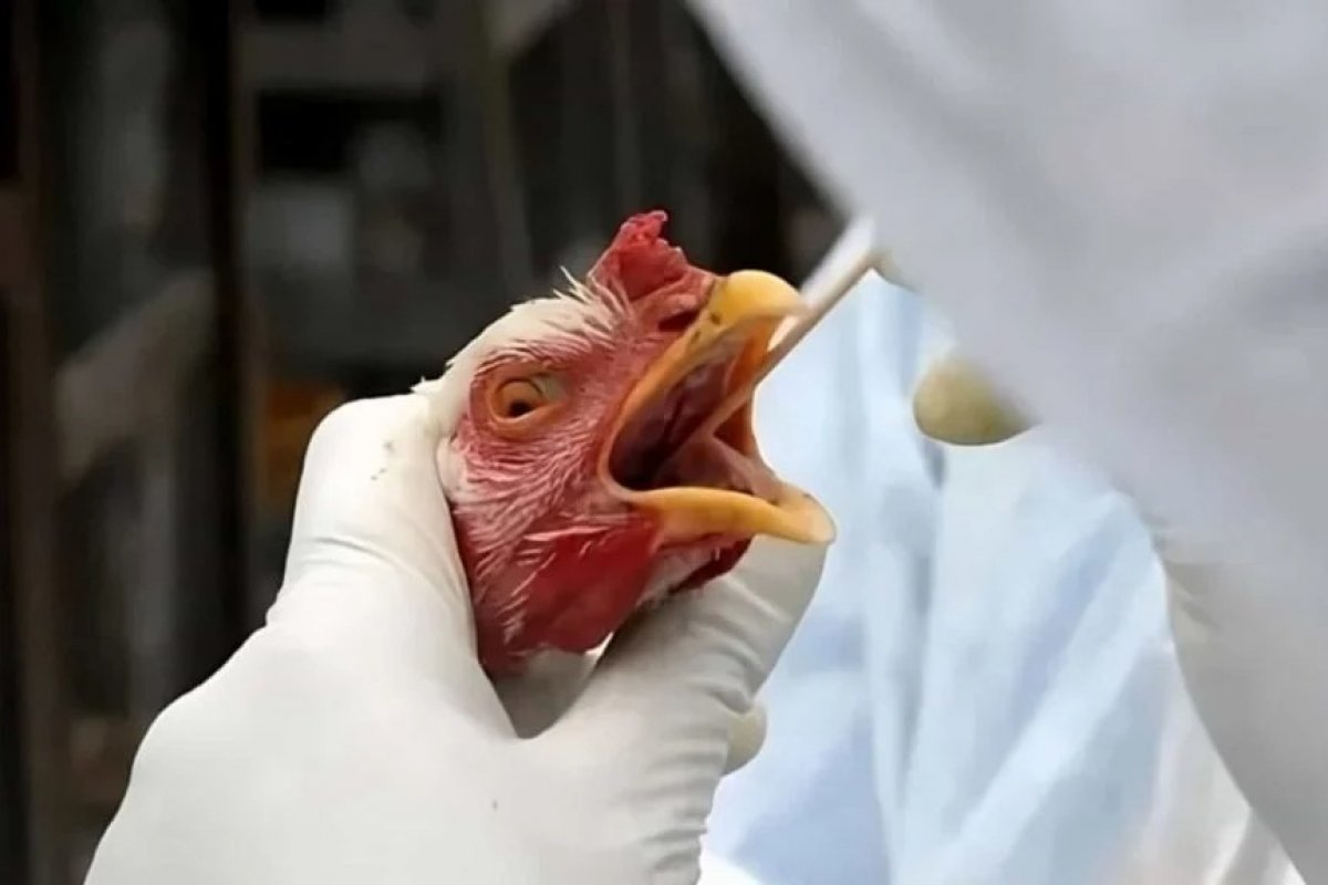 Goiás confirma gripe aviária em criação com cem galinhas domésticas