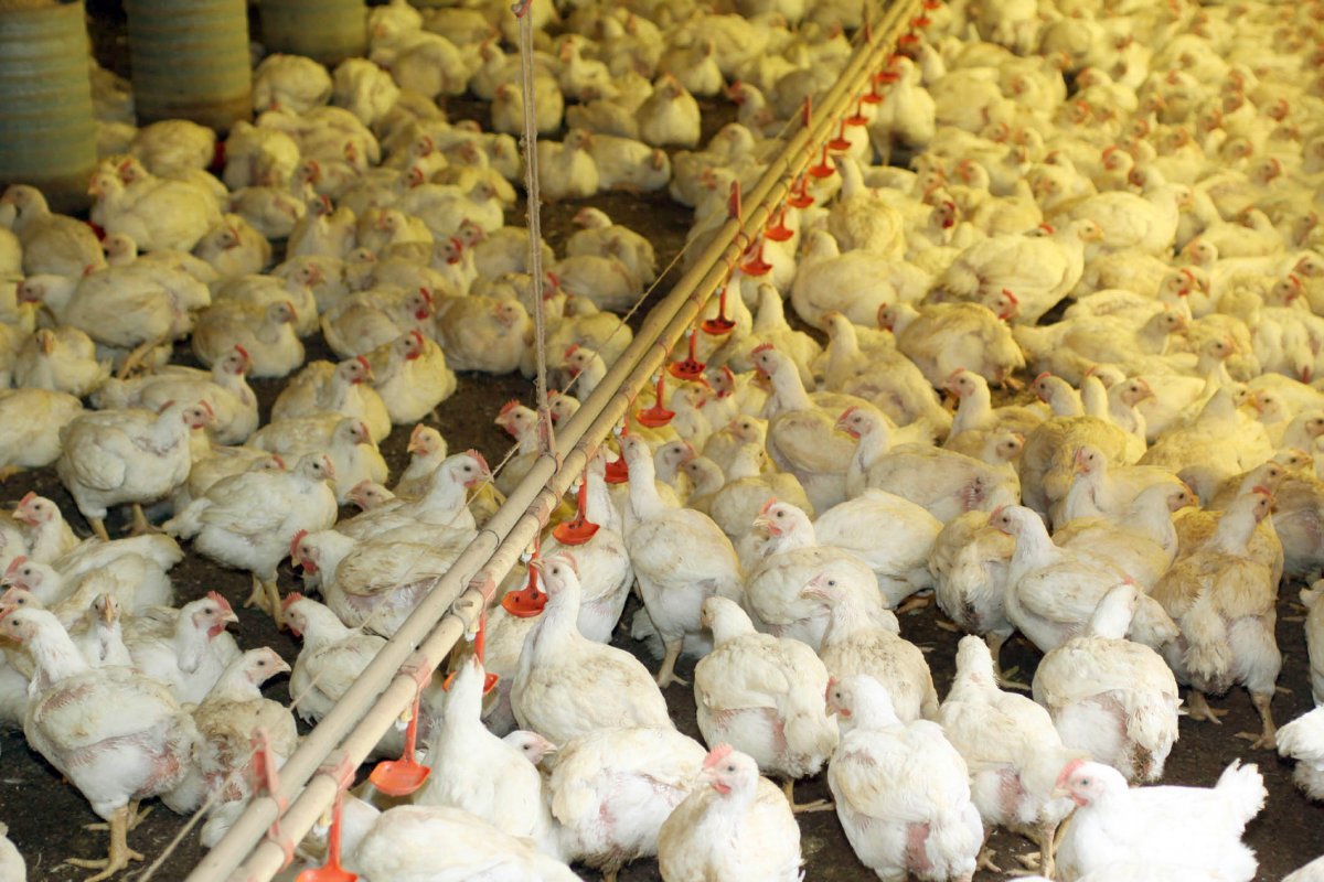 Gripe aviária: após controle da doença, 17 países suspendem restrição à carne brasileira