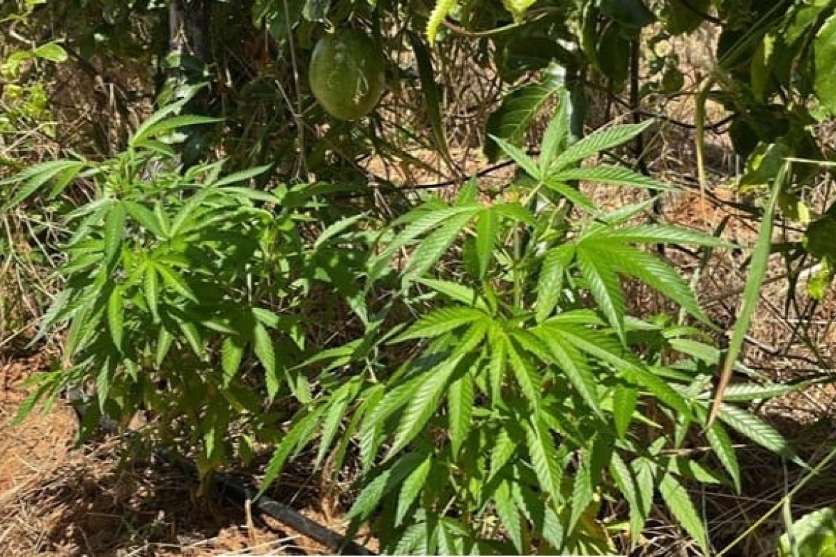 PM destrói plantação com quase 2 mil pés de maconha no norte da Bahia