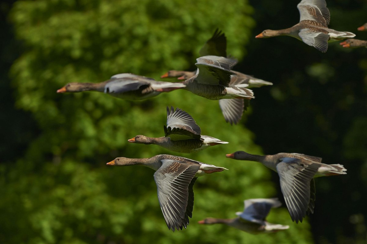 Aquecimento global fez populações de aves tropicais diminuírem até 38%, mostra estudo