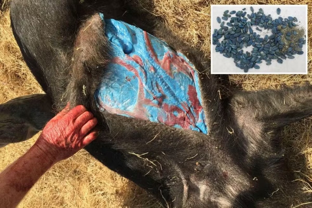 Javaporcos com carne azul revelam perigo na Califórnia