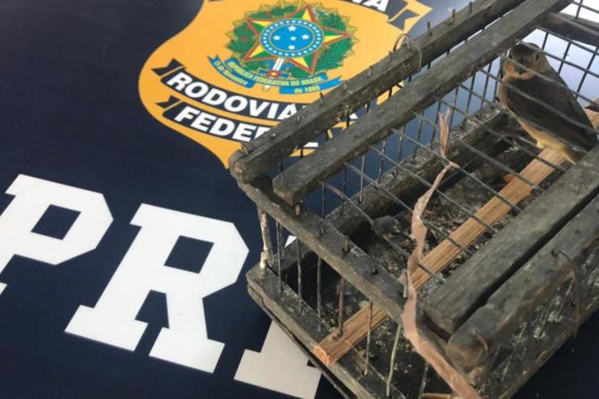 Pássaros silvestres são resgatados em situação de maus-tratos no oeste da Bahia 