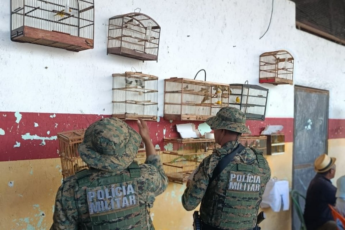 Dupla é presa e mais de 70 aves silvestres são resgatadas em Candeias