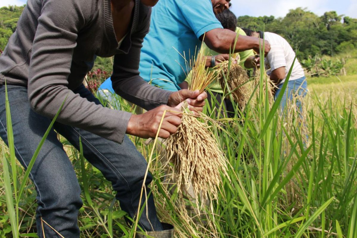 BB oferta R$ 15 bi em crédito para pré-custeio de safra agrícola