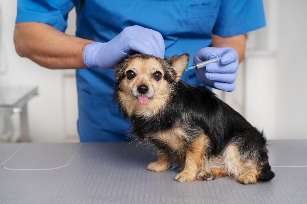 Campanha de Vacinação Antirrábica segue imunizando pets durante este fim de semana em Salvador