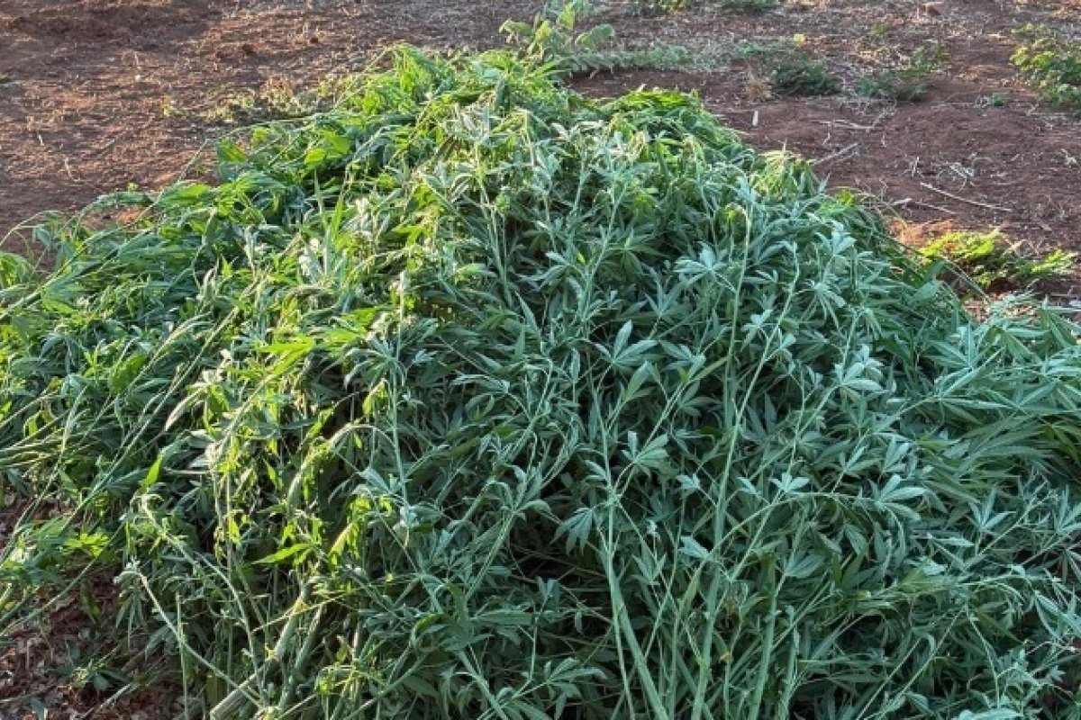 PM erradica plantio de maconha e apreende armas no interior da Bahia