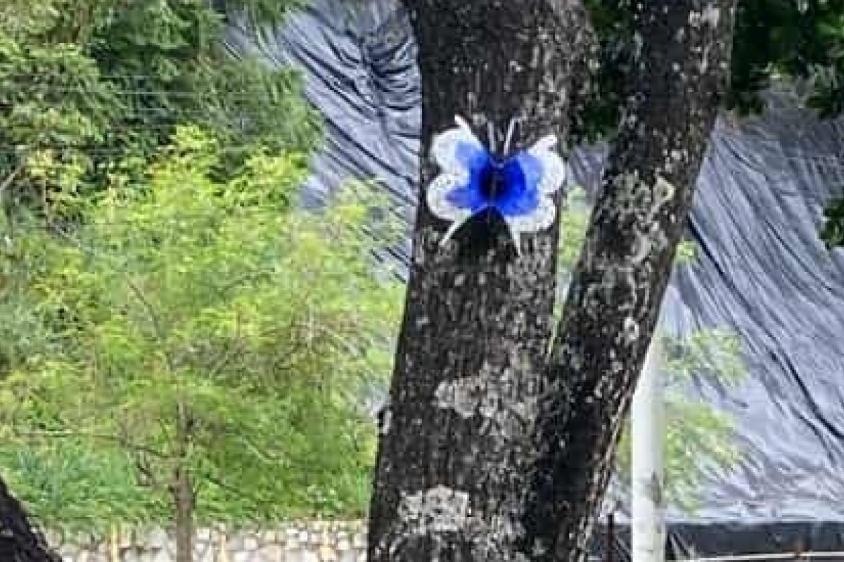 Artesã lança projeto Borboletas na Garibaldi unindo arte e sustentabilidade!
