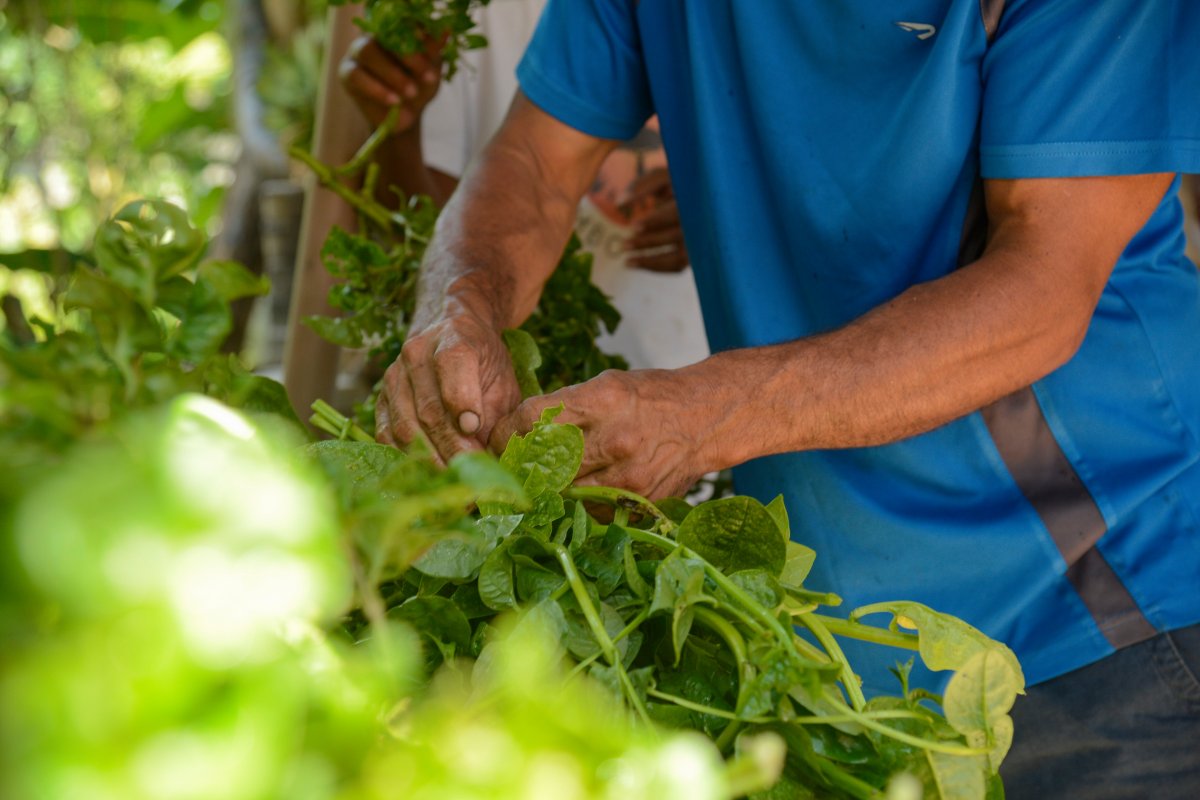 Mudanças climáticas diminuem produções da agroecologia em 56,3%, aponta estudo