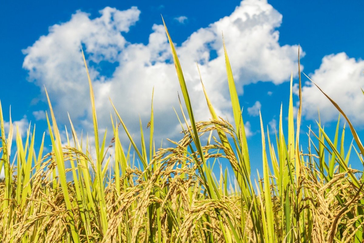 Do campo à mesa: Josapar celebra o Dia Internacional do Arroz com práticas que unem tradição e responsabilidade!
