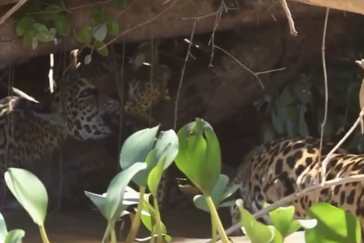 Vídeo: Onças-pintadas são registradas fazendo sucuri-amarela de “cabo de guerra” no Pantanal  