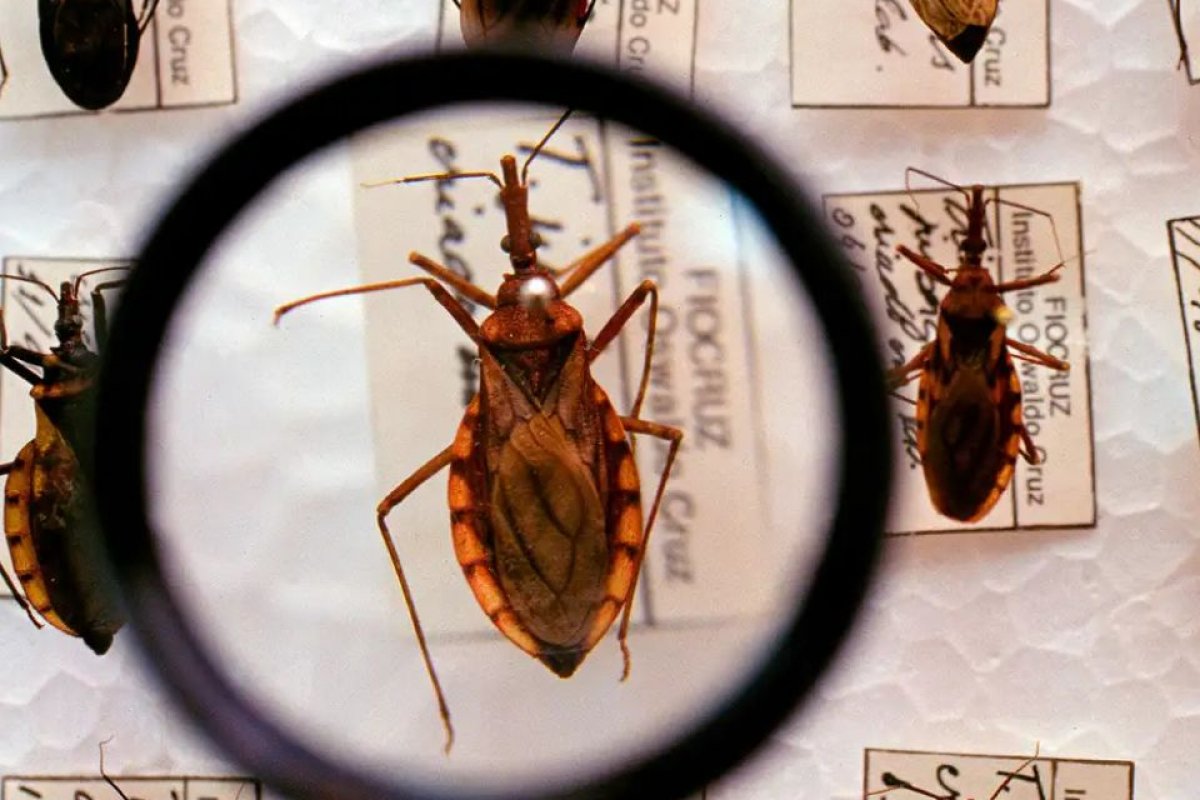 Brasil segue líder mundial em mortes por Chagas, apesar da queda de casos e óbitos, diz estudo global