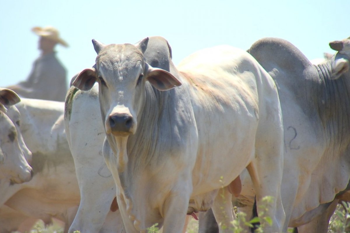 China alivia ainda mais restrições de importação à carne bovina dos EUA