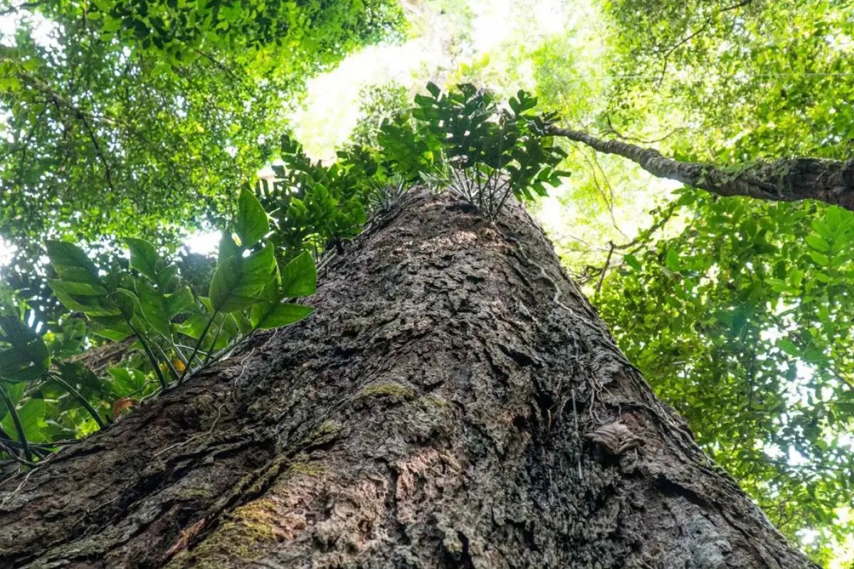 Suíça anuncia doação de R$ 33 milhões para Fundo Amazônia