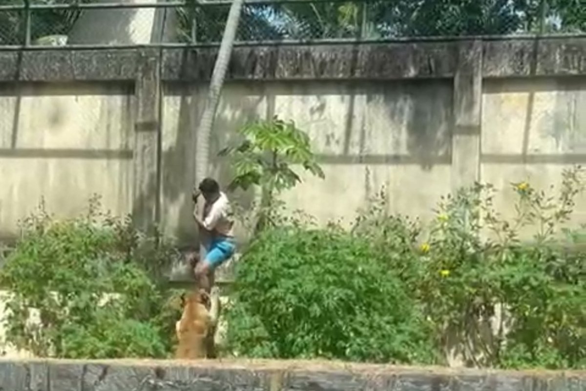 Vídeo: homem morre após entrar em jaula de leoa em zoológico de João Pessoa 