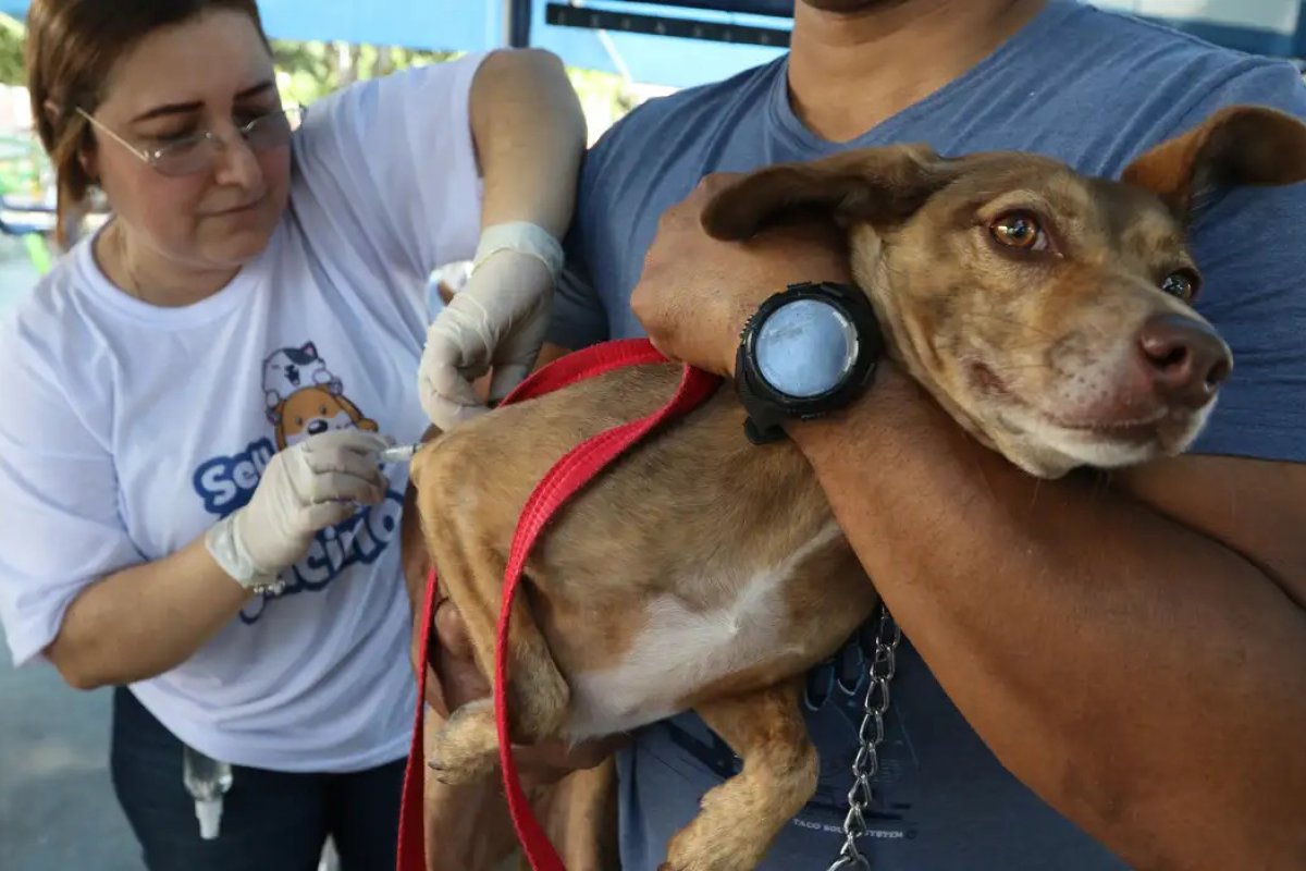 Prefeitura de Salvador emite alerta epidemiológico após cão ser diagnosticado com raiva