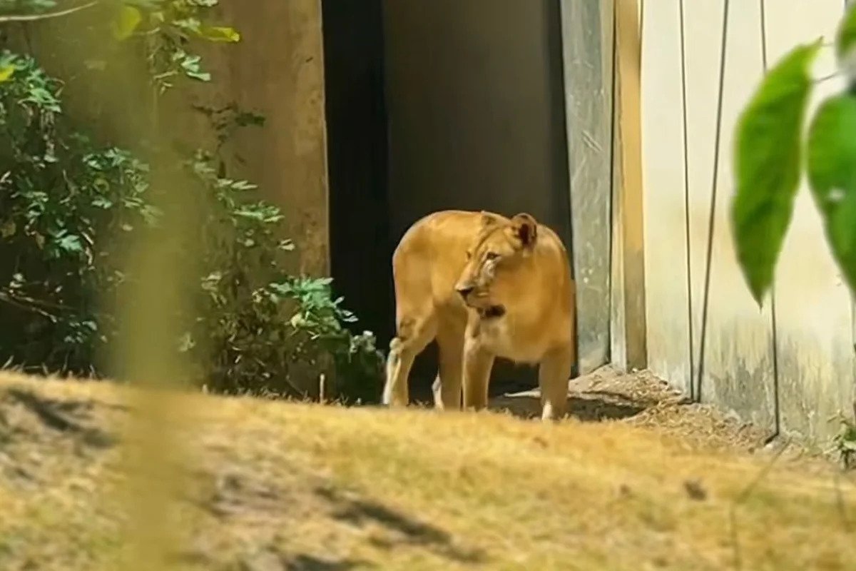Leoa que matou jovem em zoológico na Paraíba retorna à jaula após recuperação