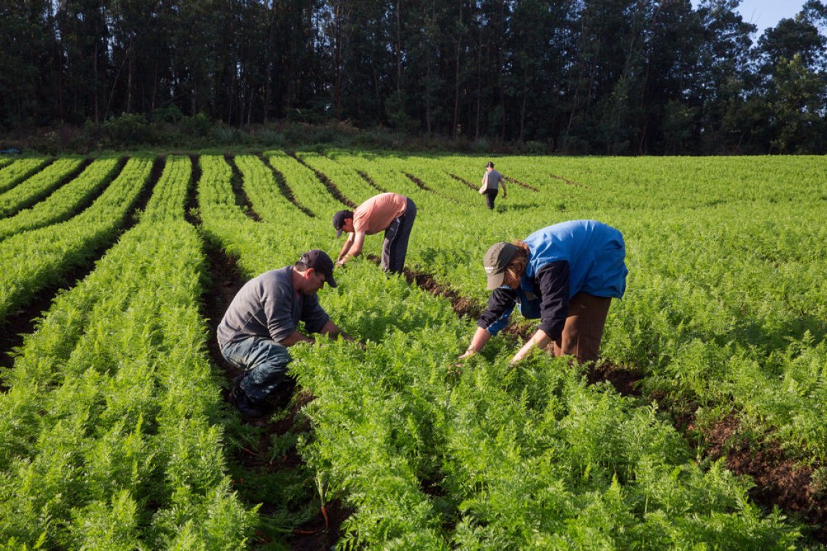 Prazo para inscrições em prêmio de agricultura familiar é prorrogado