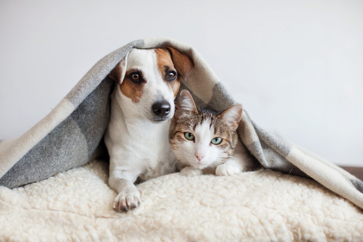 Checklist pré-viagem: os cuidados que todo tutor deve ter com o pet antes de sair de casa! 