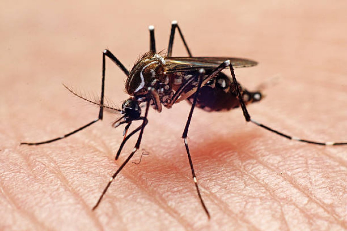 Mais de 30 municípios da Bahia tem alto risco para Chikungunya, revela estudo da USP e da UNG
