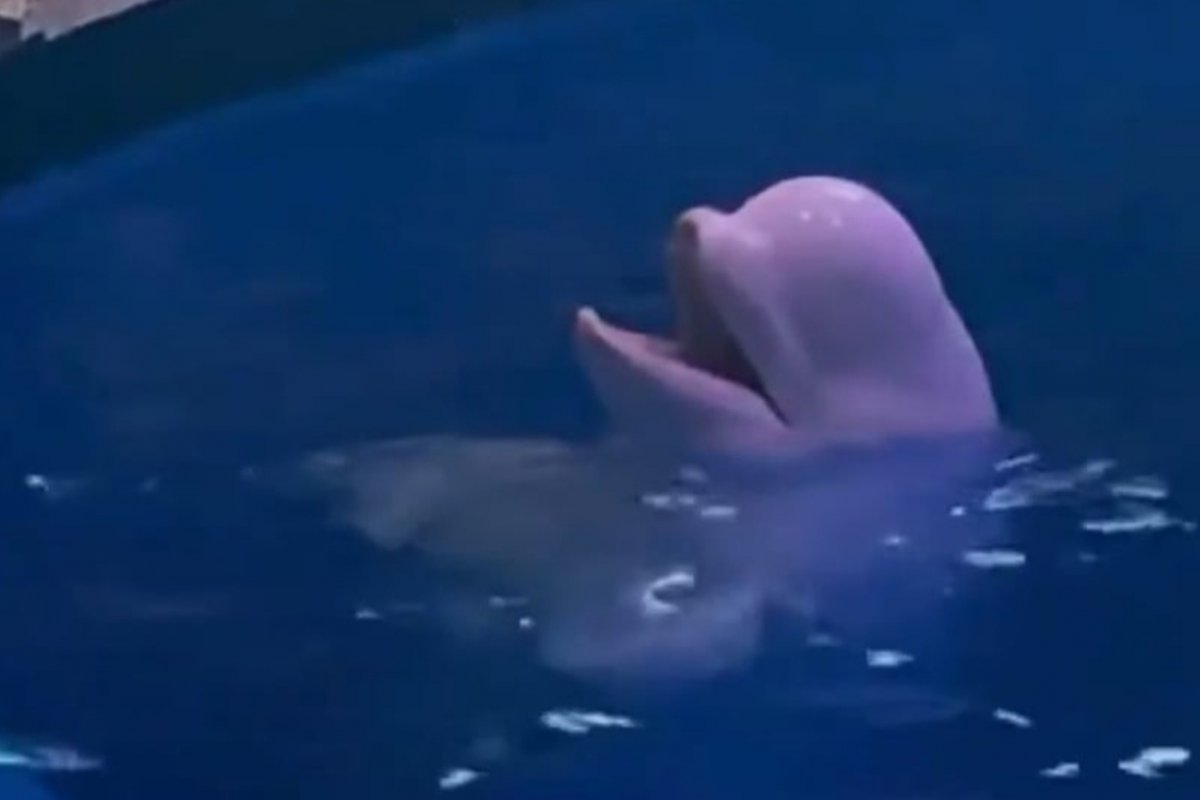 Vídeo: baleia beluga esguicha água em homem que estava fumando cigarro em área proibida 
