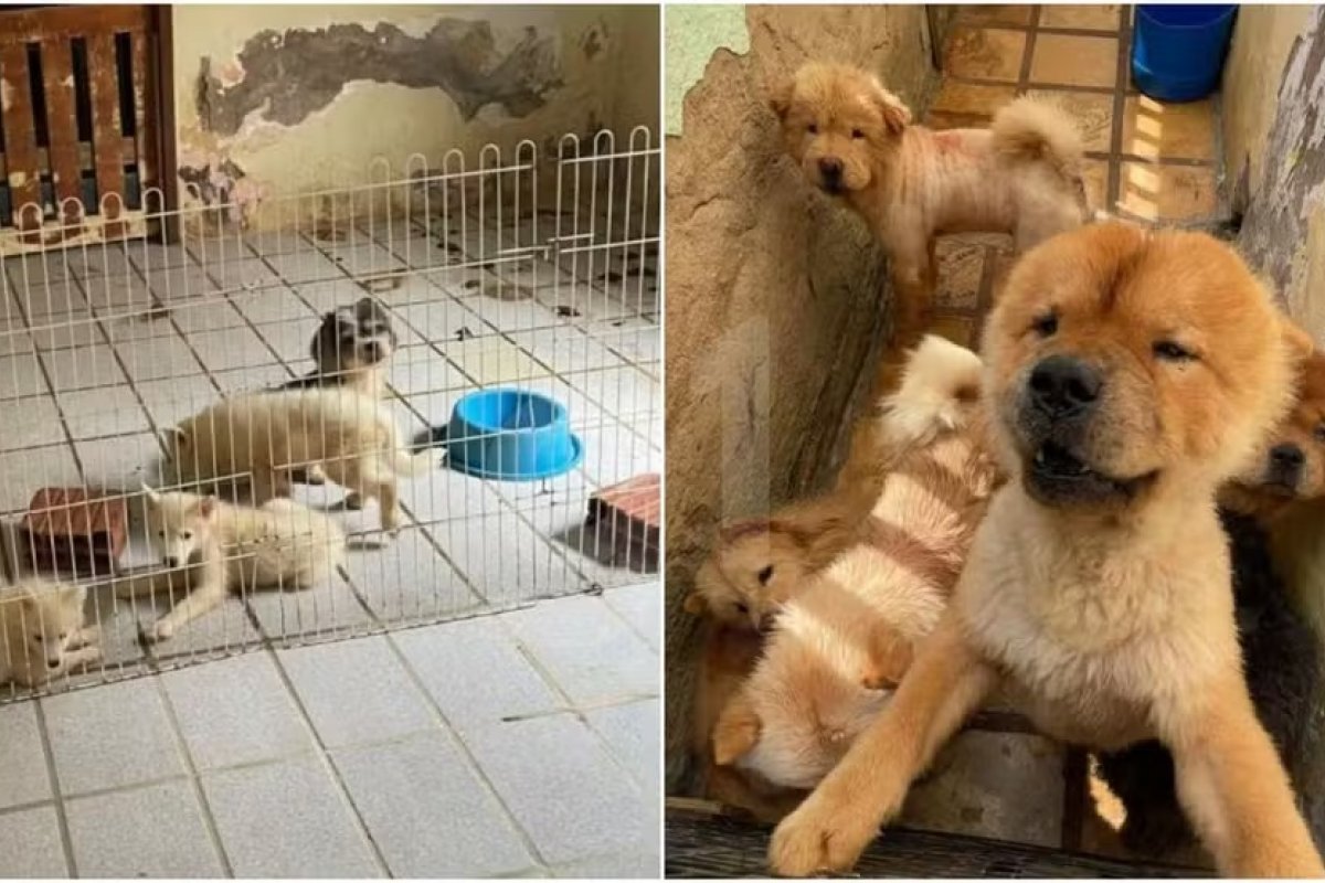 Proprietária de canil é presa por maus-tratos a 121 animais