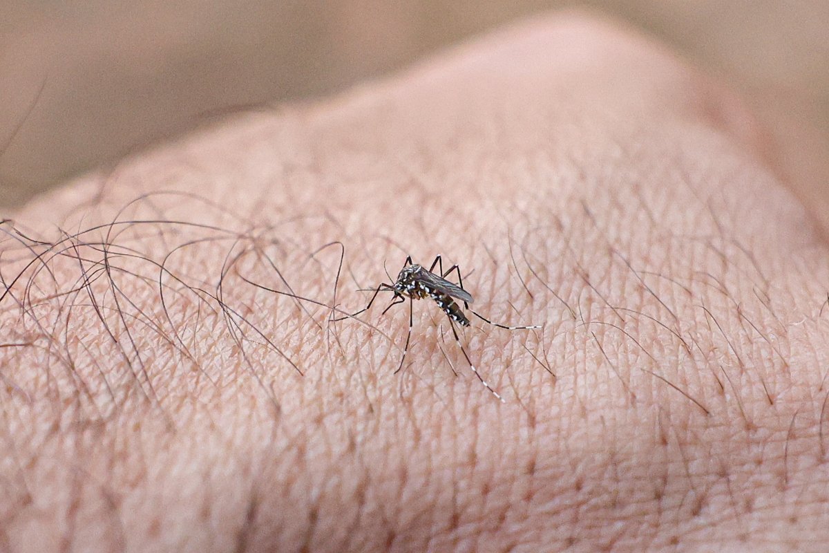 Dengue deve atingir 1,8 milhão de brasileiros em 2026 com metade das infecções em SP