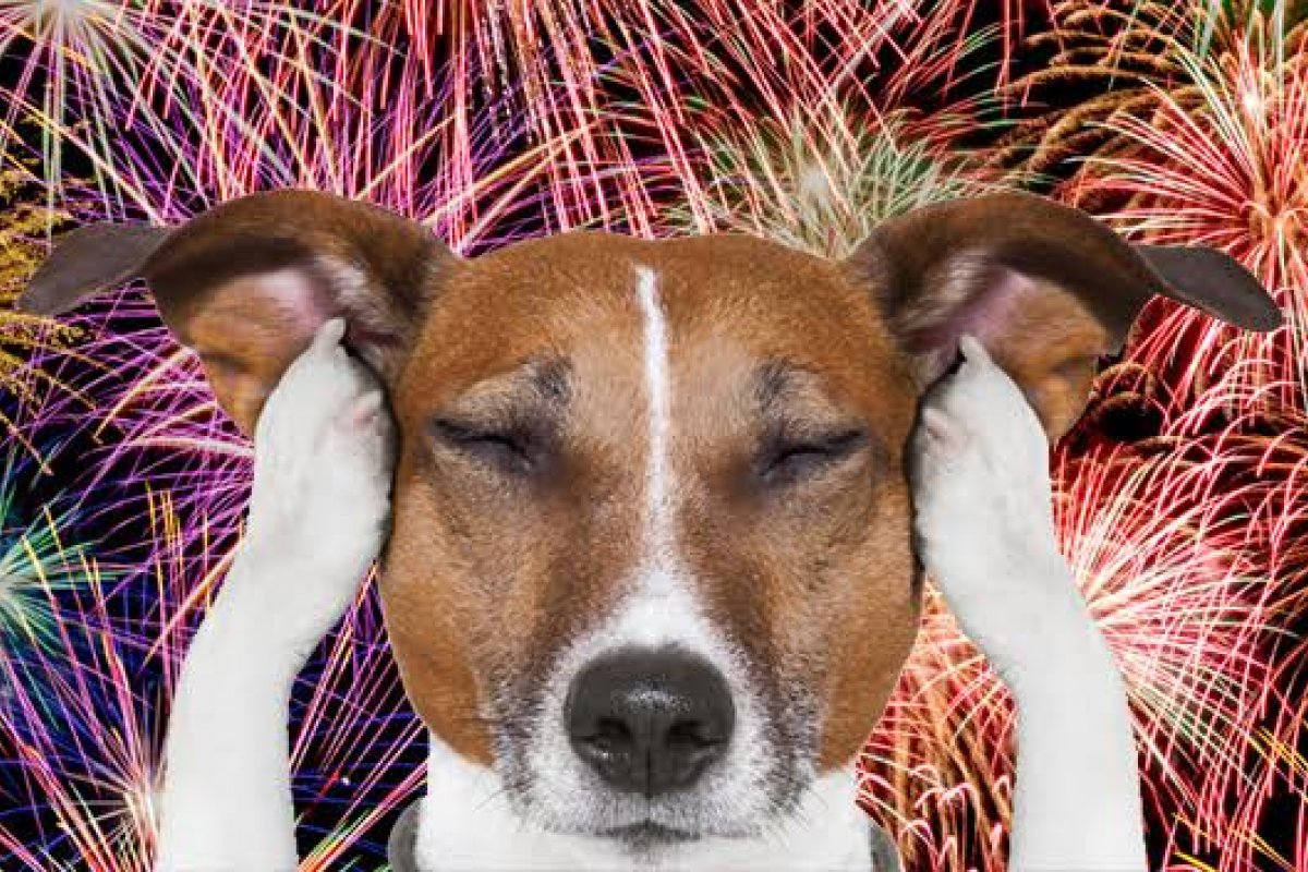 Oito em cada 10 pets sofrem com a poluição sonora provocada por fogos de artifício: conheça cuidados! 