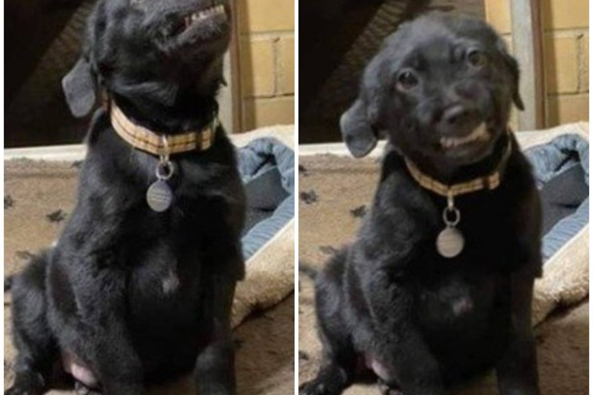 Cão que vive em abrigo 'sorri' para todos em busca de adoção 