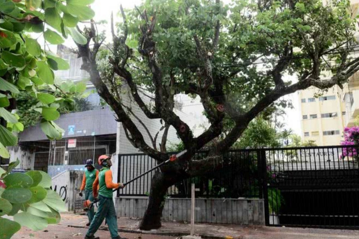 Prefeitura de Salvador prorroga contrato com empresa de jardinagem e valor ultrapassa R$12 milhões