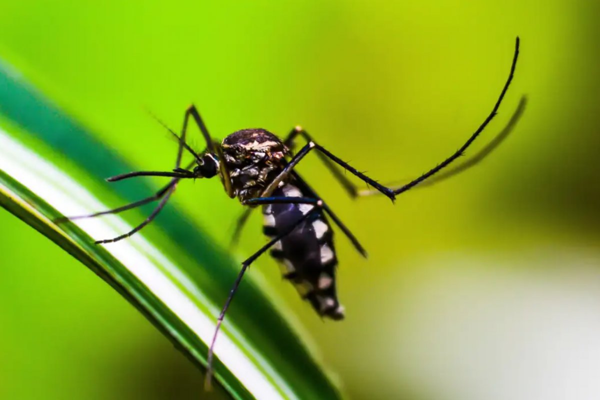 São Paulo registra primeira morte por dengue neste ano, confirma Secretaria de Saúde