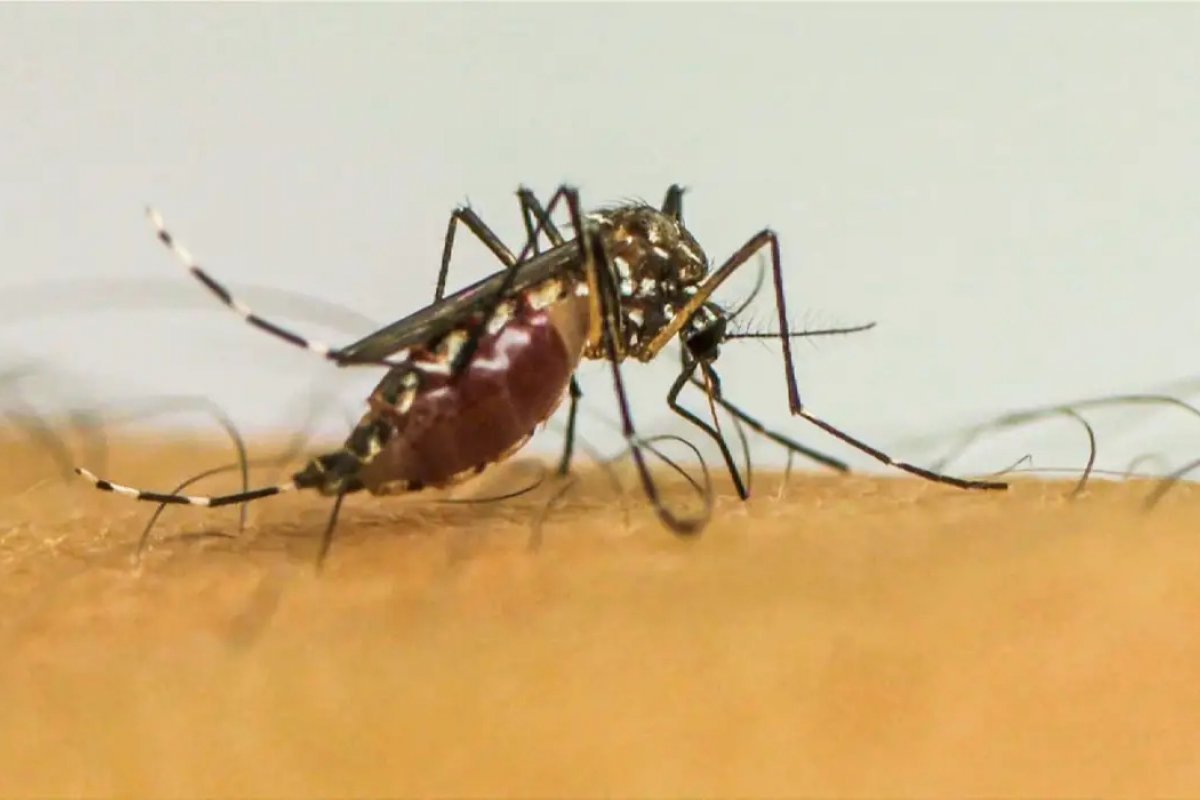 Racionamento de água deixa comunidade de São Paulo mais vulnerável à dengue