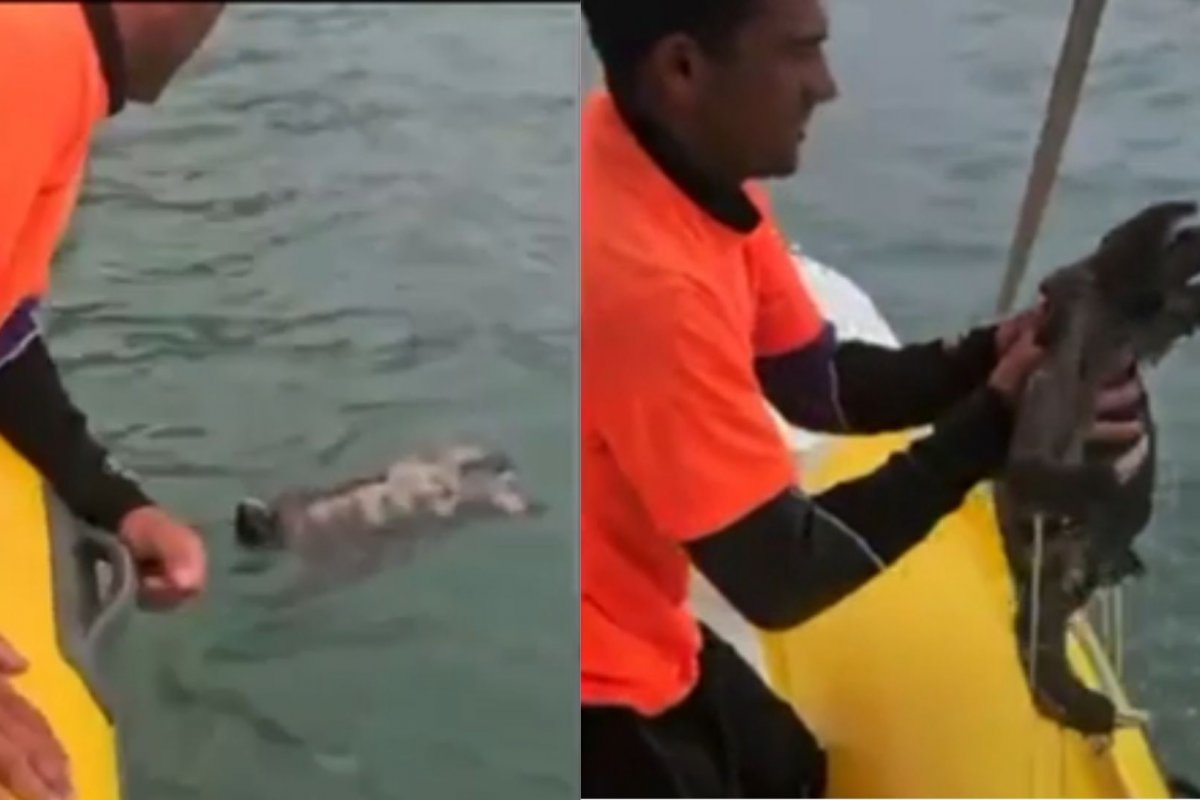 Vídeo: bicho-preguiça é resgatado do mar por banhista, em São Paulo