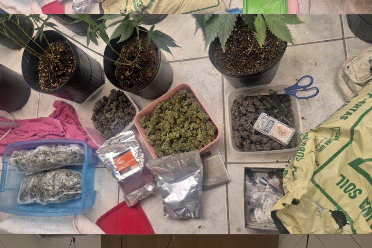 Polícia encontra estufa de maconha em imóvel na Lapinha e prende suspeito 