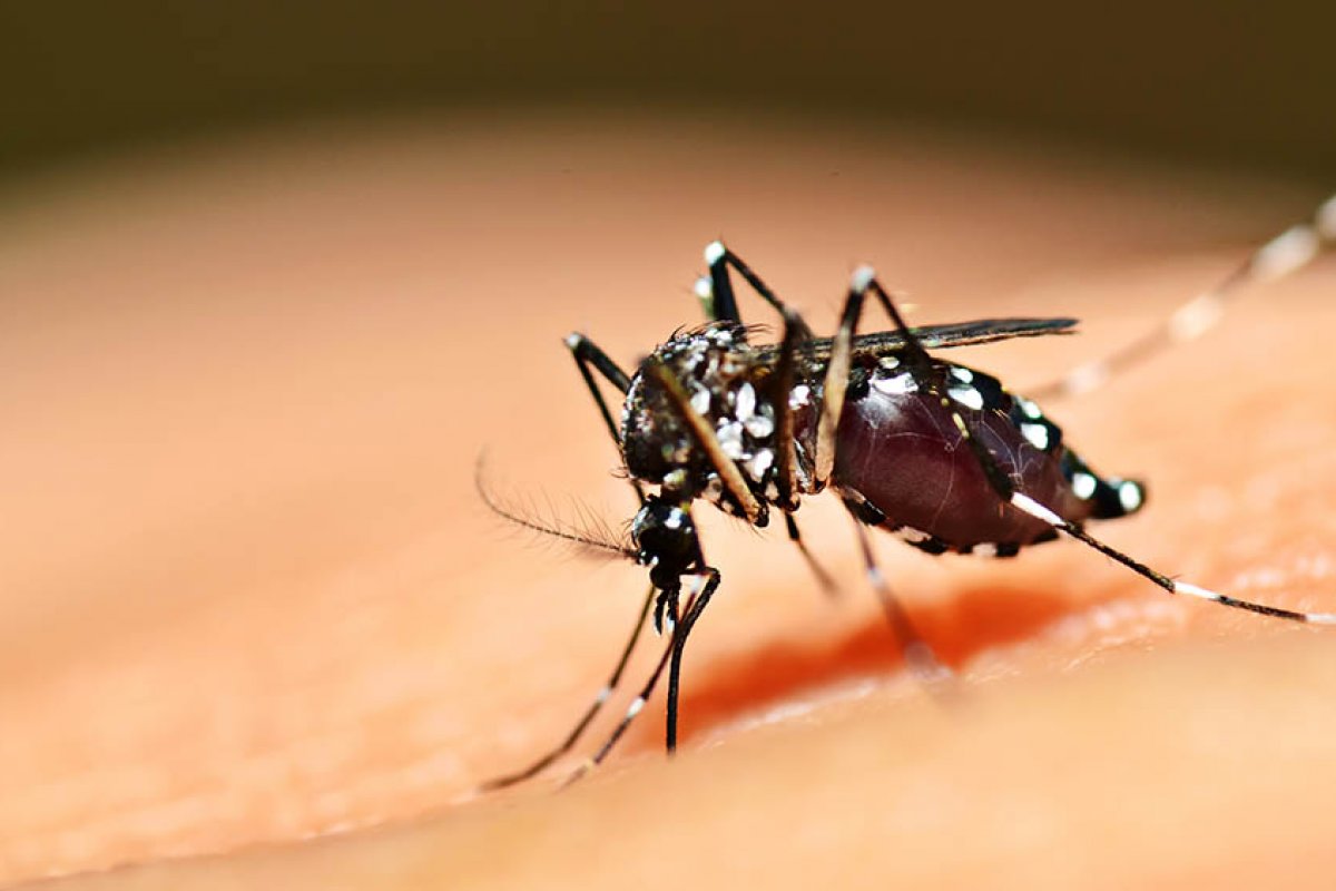 Bahia tem 118 notificações de doenças causada por Aedes aegypti por dia