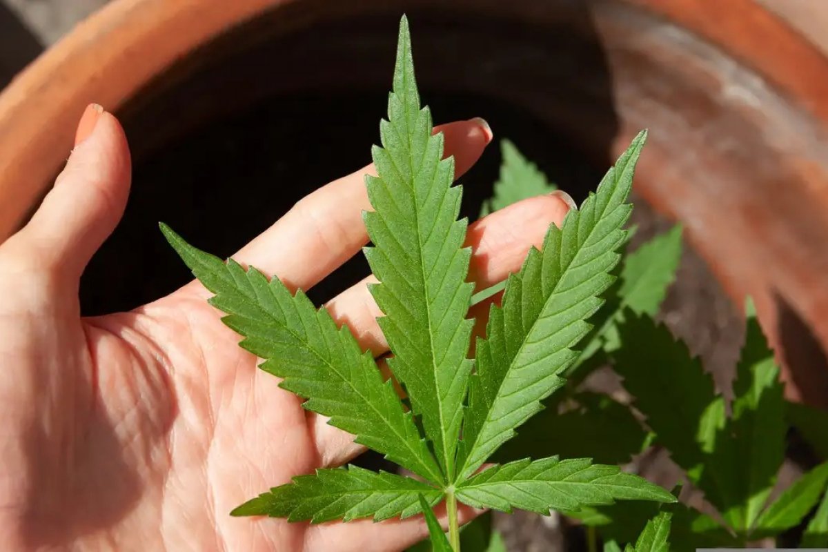 Anvisa altera regras para uso de cannabis na medicina; veja mudanças