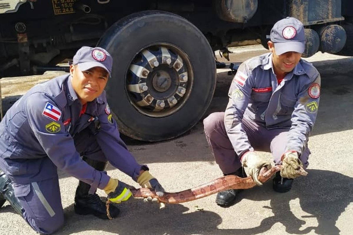 Cobra é resgatada na roda um veículo na região do Iguatemi, em Salvador