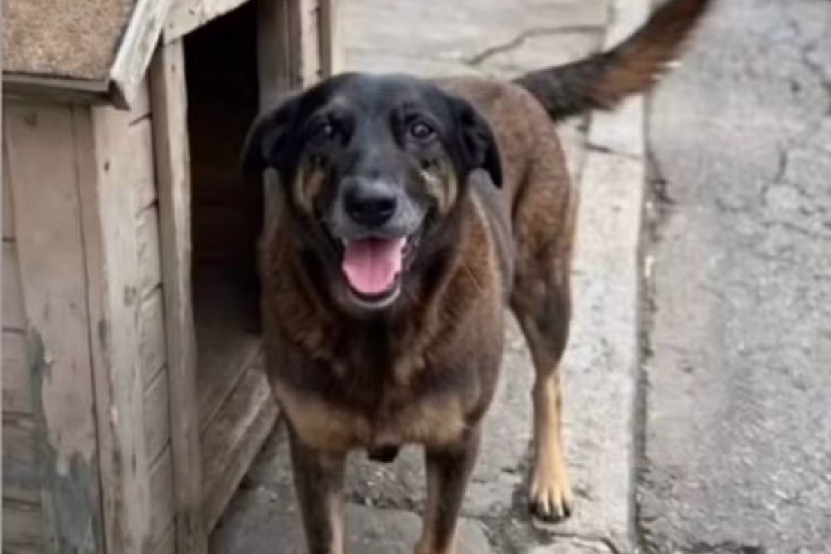 Adolescentes investigados por morte de cão orelha voltam ao Brasil após viagem aos Estados Unidos