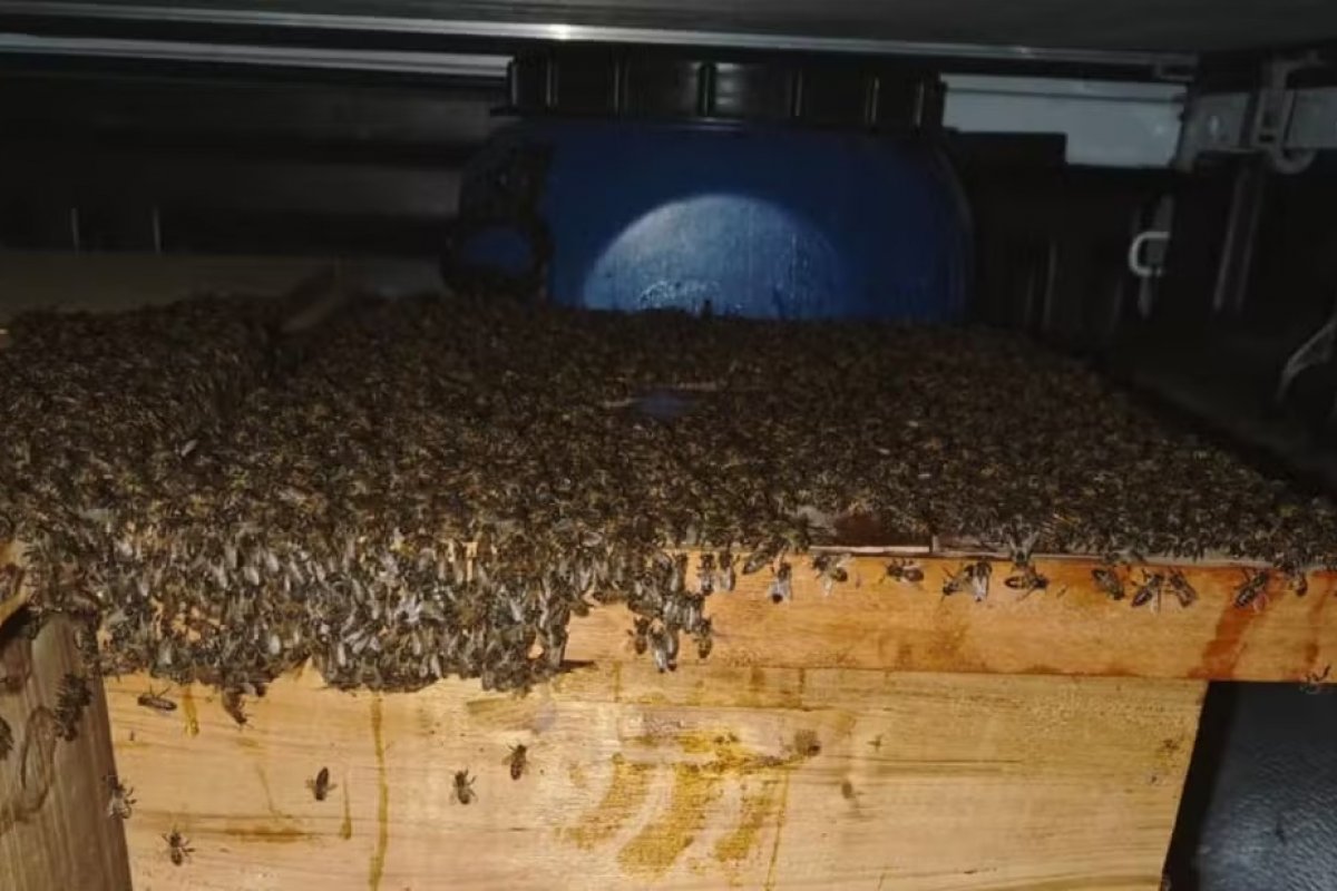 Ataque de abelhas deixam 15 pessoas feridas no interior da Bahia 