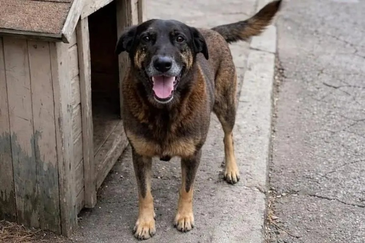 Ministério Público de SC solicita exumação do corpo do cão Orelha 