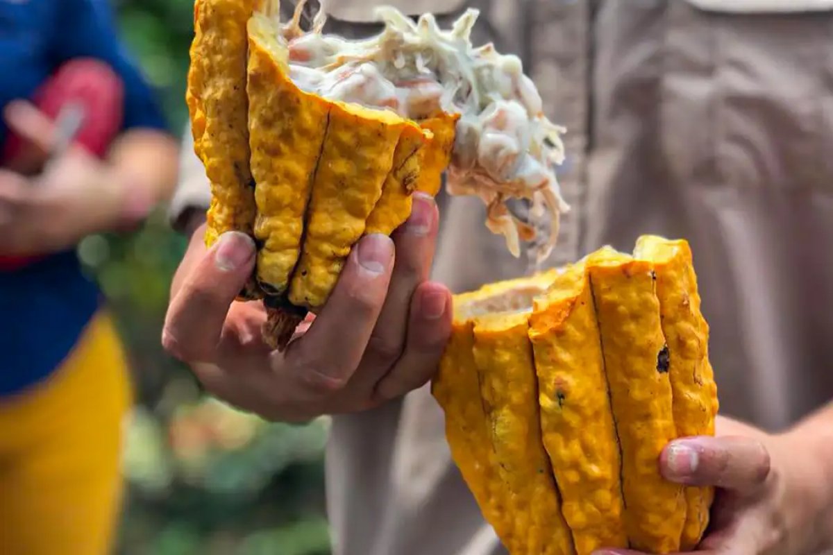 Cotação do cacau despenca 70% em um ano na Bahia e atinge produtores