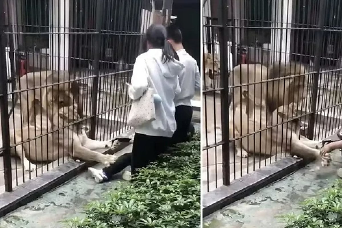 Vídeo: criança de 10 anos fica ferida ao ser agarrada por leoa em zoológico na China 