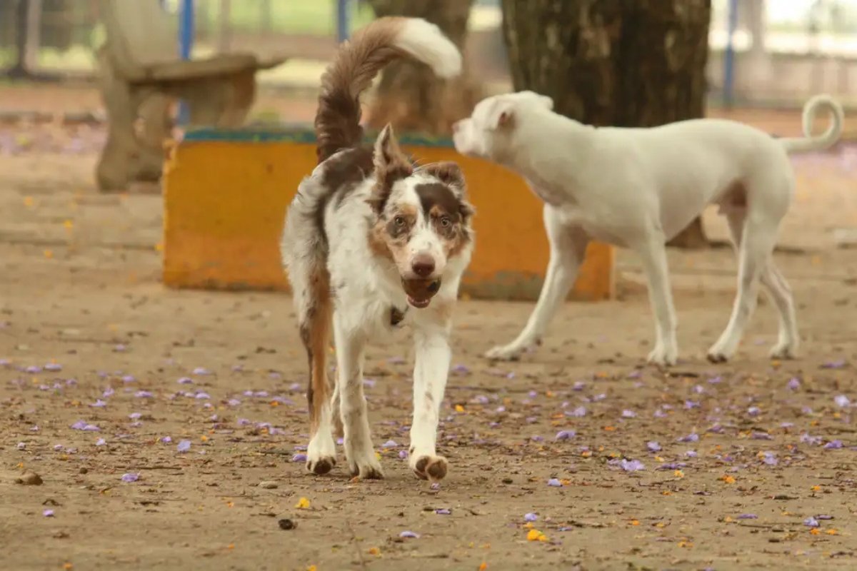 Mas 1 milhão de pets possuem cadastrados do Sinpatinhas no Brasil