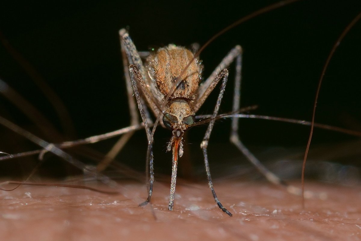 Vírus Oropouche pode ter infectado milhões no Brasil, diz estudo