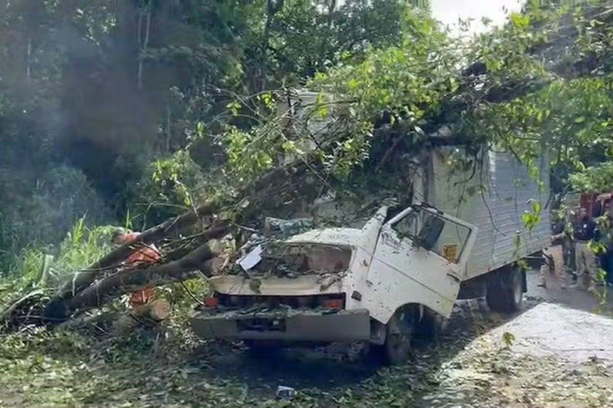 Árvore cai em cima de caminhão e deixa dois mortos na Bahia