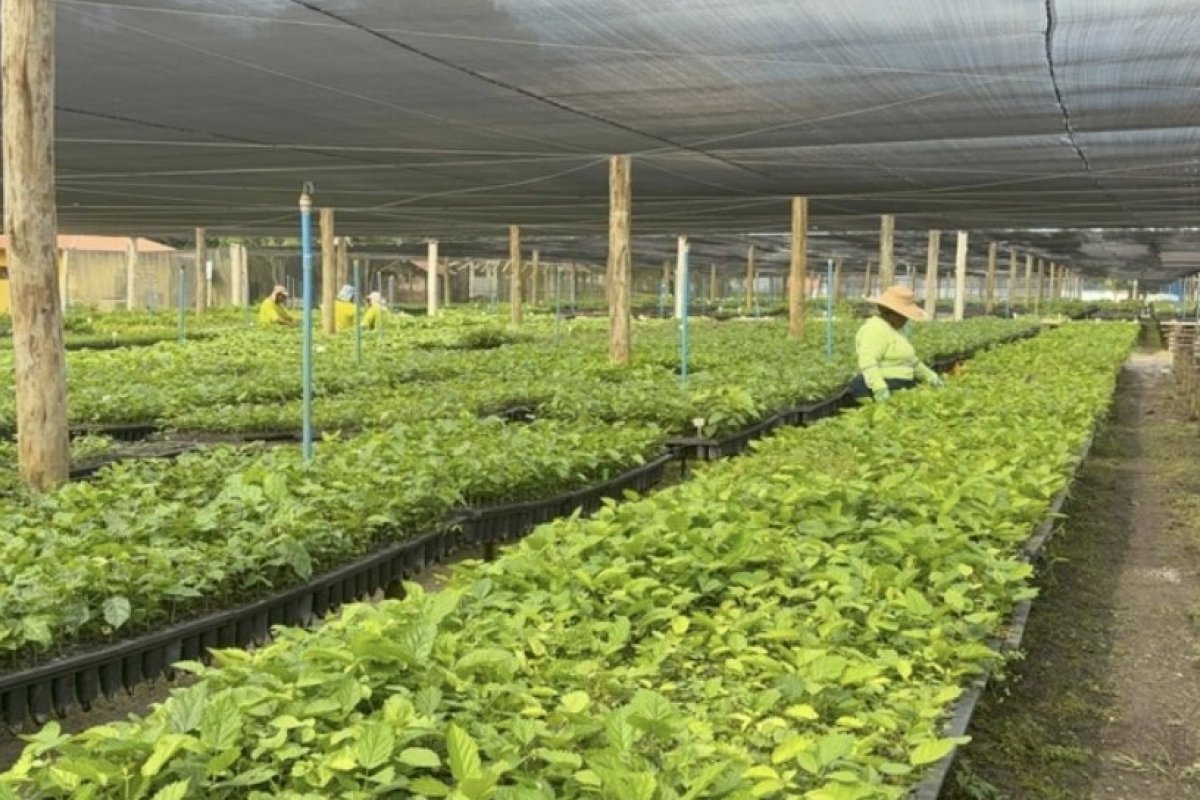 BrazilFoundation e Instituto Capim Santo homenageiam Symbiosis por liderança em regeneração da Mata Atlântica! 