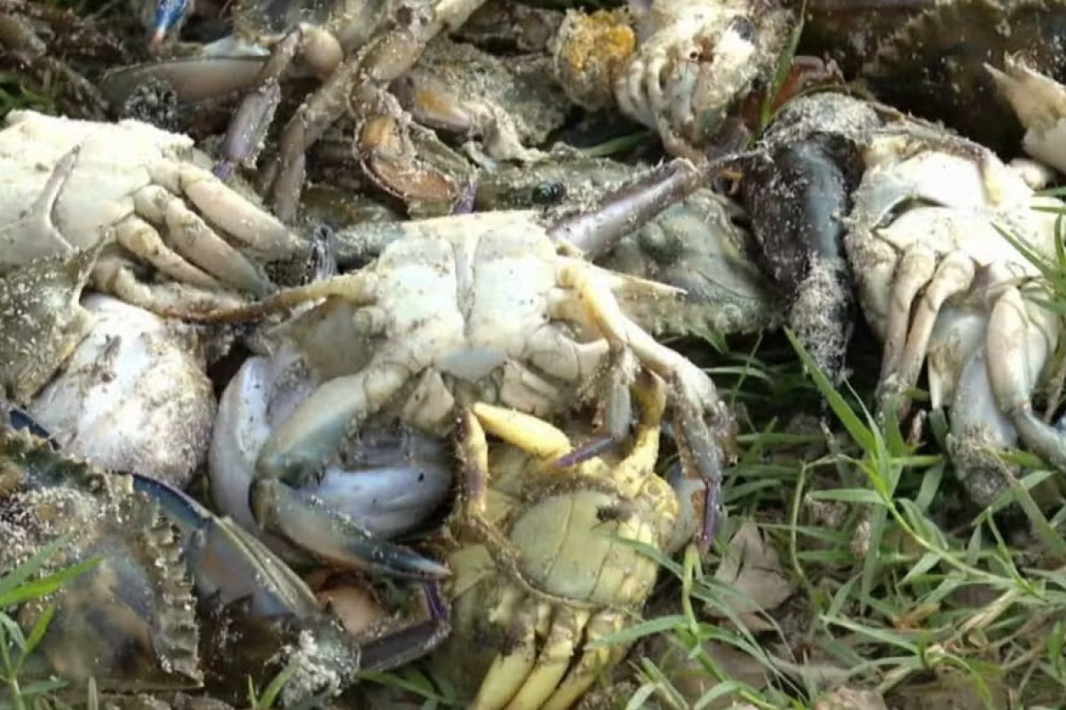 Moradores do Subúrbio de Salvador voltam a denunciar morte de mariscos e peixes em praia contaminada 