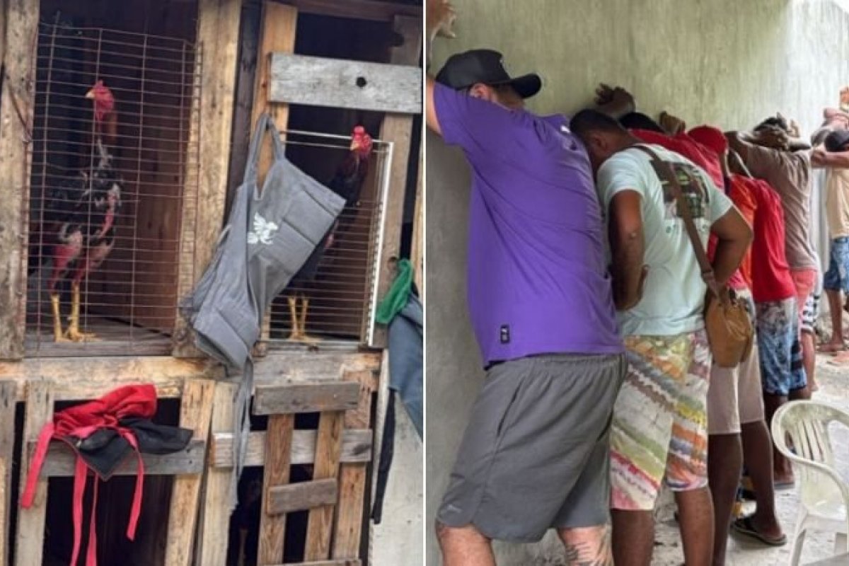 PM desarticula rinha de galo em Salvador; R$150 mil são apreendidos e mais de 30 animais são resgatados