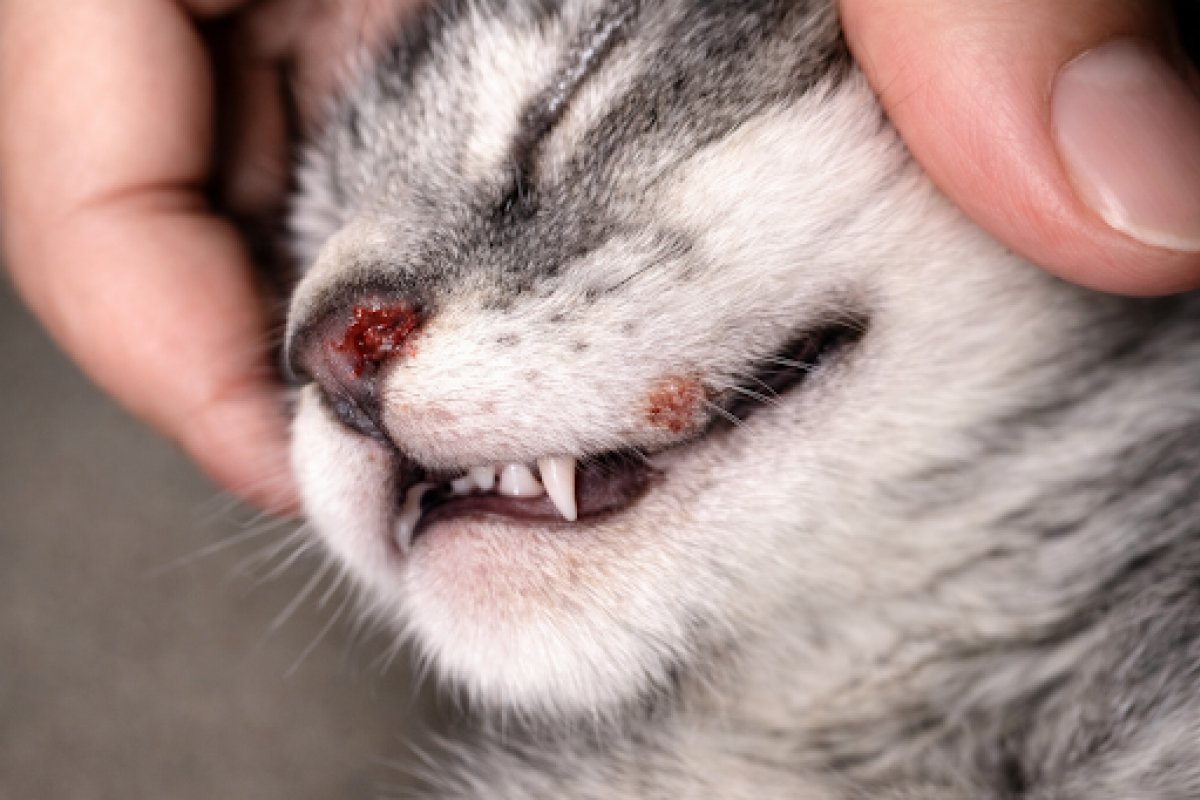 Estudo científico aponta técnica revolucionária para tratamento da esporotricose em gatos, com cura mais rápida e de menor custo!