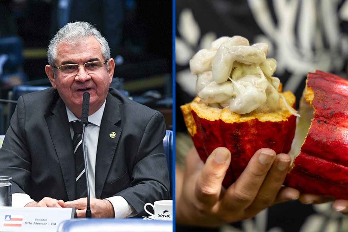 Senado aprova projeto que regulamenta percentual de cacau em chocolates