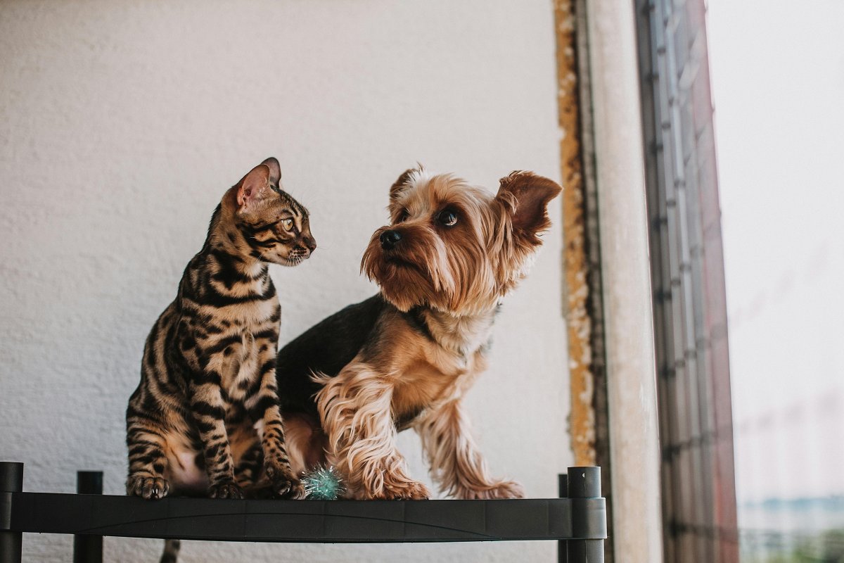 Projeto de lei que estabelece regras sobre guarda compartilhada de animais é sancionado